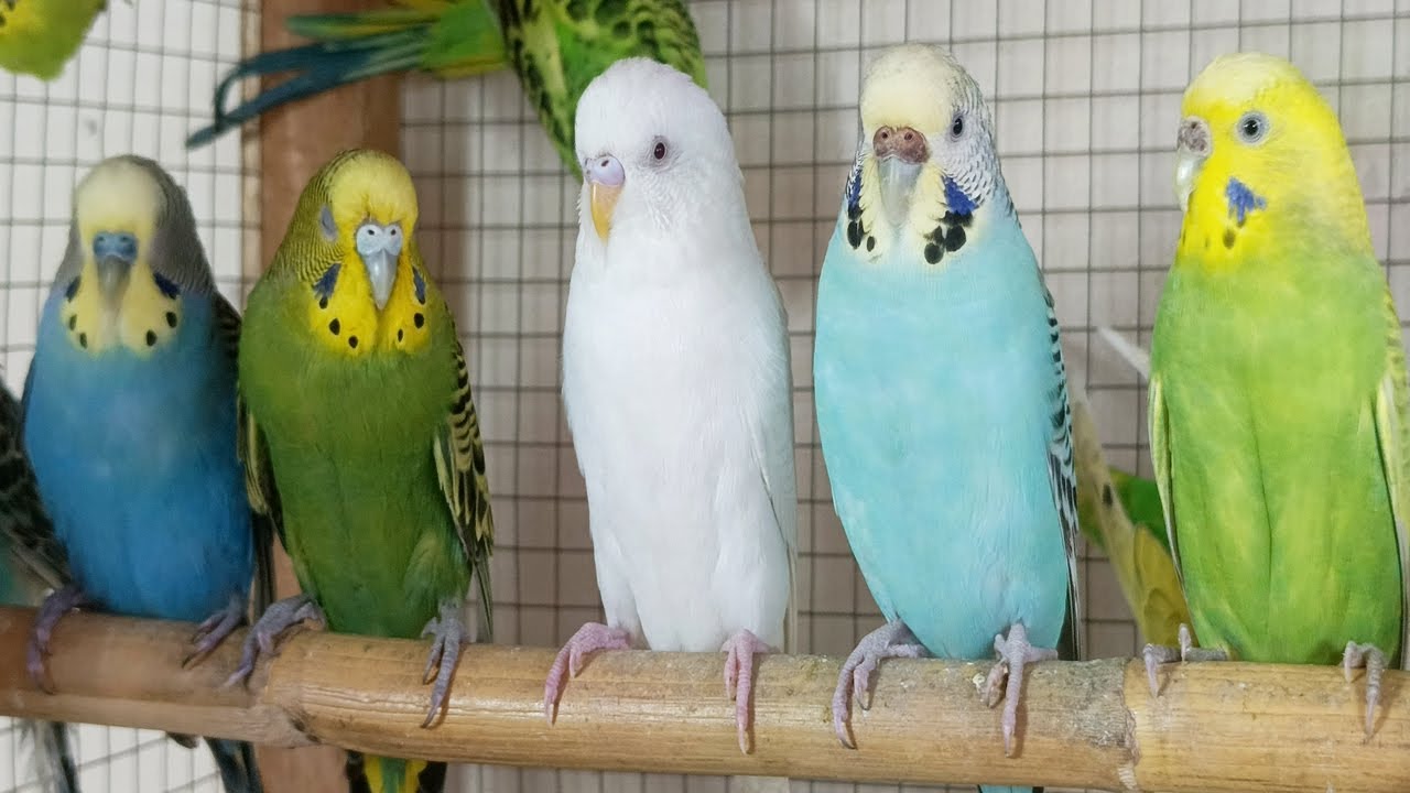 A closer look at Ways To Reduce Budgie Stress
