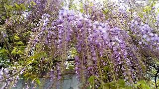 1070410在青蘿之丘的紫藤花-1