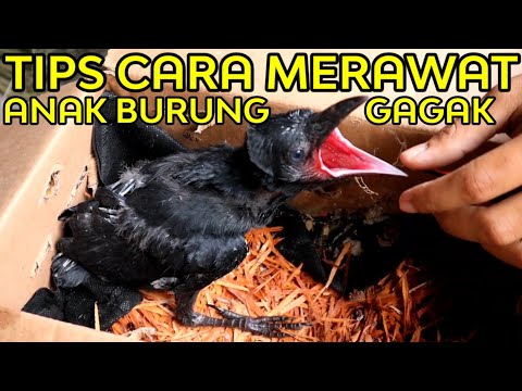 CARA MERAWAT & MELOLOH ANAKAN BURUNG GAGAK ITACHI | Master Itachi & Master Tanjiro