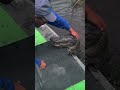 ЁЯе ЁЯТЦЁЯРК Petting Alligator On It S Head SO CUTE ЁЯШН Shorts Funny Alligator Viral Cute Trending ЁЯе ЁЯТЦЁЯРК Petting Alligator On It S Head SO CUTE ЁЯШН Shorts Funny Alligator Viral Cute Trending