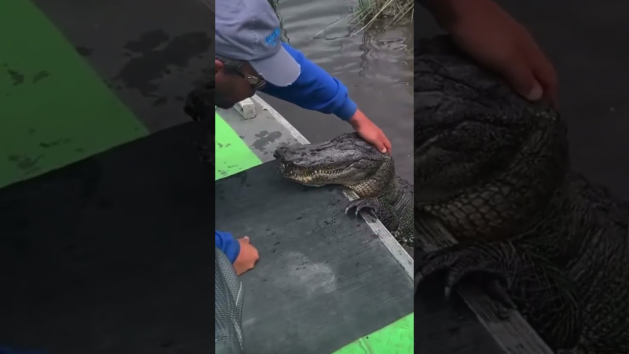 Petting Alligator On It S Head SO CUTE Shorts Funny Viral Cute Trending