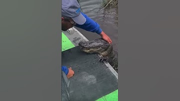 Thumbnail of 🥰💖🐊 Petting Alligator On It's Head [SO CUTE 😍] #shorts #funny #alligator #viral #cute #trending
