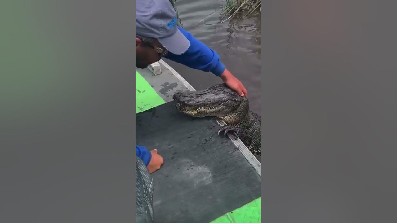 🥰💖🐊 Petting Alligator On It's Head [SO CUTE 😍] #shorts #funny #alligator #viral #cute #trending