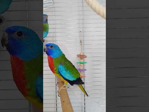 Neophema splendida / Łąkówka wspaniała / Трав'яний папуга