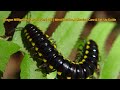 Dragon Millipedes (Desmoxytes) 101 | Identification, Behavior, Care &amp; Set-Up Guide 