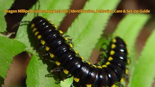 Dragon Millipedes (Desmoxytes) 101 | Identification, Behavior, Care & Set-Up Guide 