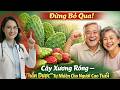 Đừng Bỏ Qua! Cây Xương Rồng – “Thần Dược” Tự Nhiên Cho Người Cao Tuổi