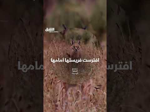 افترست فريستها أمامها