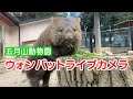 五月山動物園　ウォンバットライブカメラ　～世界で唯一のウォンバットのライブ映像をお届け～