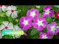 8 Plants & Flowers You Can Grow Under Trees - Gardening Tips