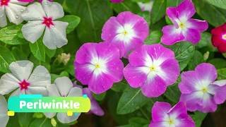 8 Plants & Flowers You Can Grow Under Trees - Gardening Tips
