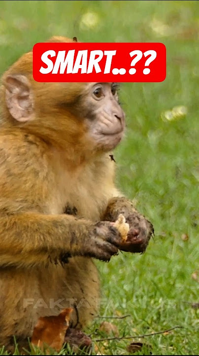 Monkeys Are Secret Geniuses! #shorts #animals
