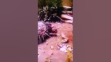 The porcupine was attacked by a python while looking for prey. #short