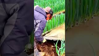 Ide Cerdas Sederhana Melepas Plastik Mulsa Terlebih Dahulu Untuk Memudahkan Proses Panen #shorts