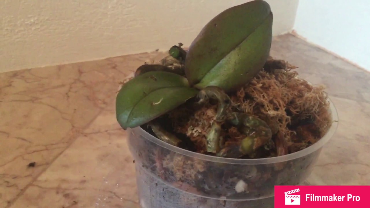 ¿Cómo salvar una orquídea sin hojas?