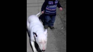 Baby Walking English Bull Terrier