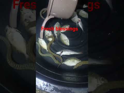 FRESH BLESSINGS Asmr Viralvideos Trendingshorts Satisfying Shorts