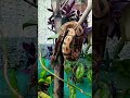 Ball Phyton Leopard #reels #pets #dailyvlog #sorts #snake #reptiles #fyp #story