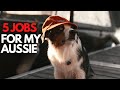 The 5 Jobs I Give My Australian Shepherd の動画、YouTube動画。