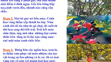 TLV 4 TUẦN 21 CẤU TẠO BÀI VĂN MIÊU TẢ CÂY CỐI