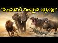 ఈ జంతువులు సింహాన్ని ఓడించగలవా? 🦁😱 నిజంగా అడవిలో రాజు ఎవరు?