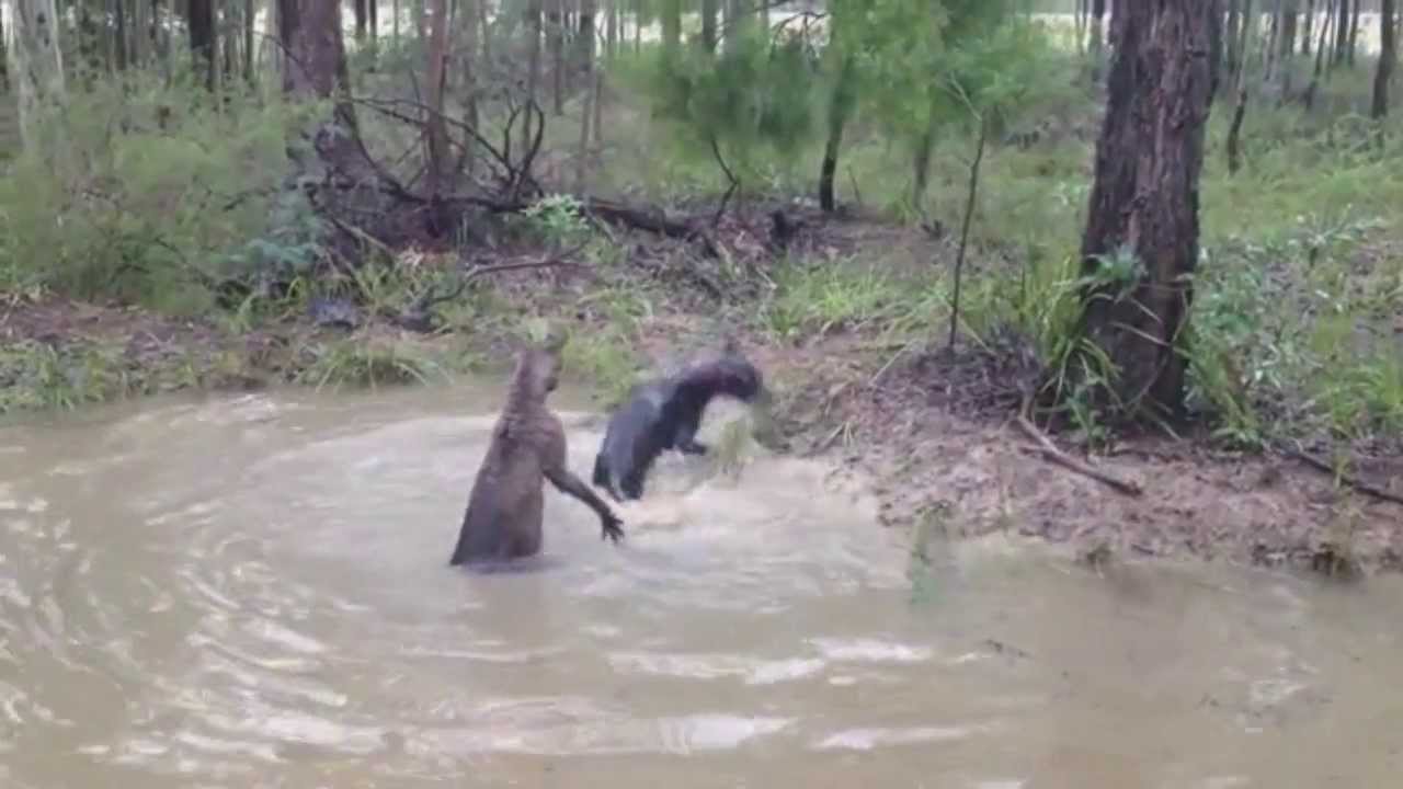 Kangaroo tries to drown dog HD YouTube