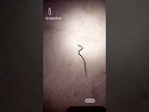 شوف فرخ الاسود الخبيث