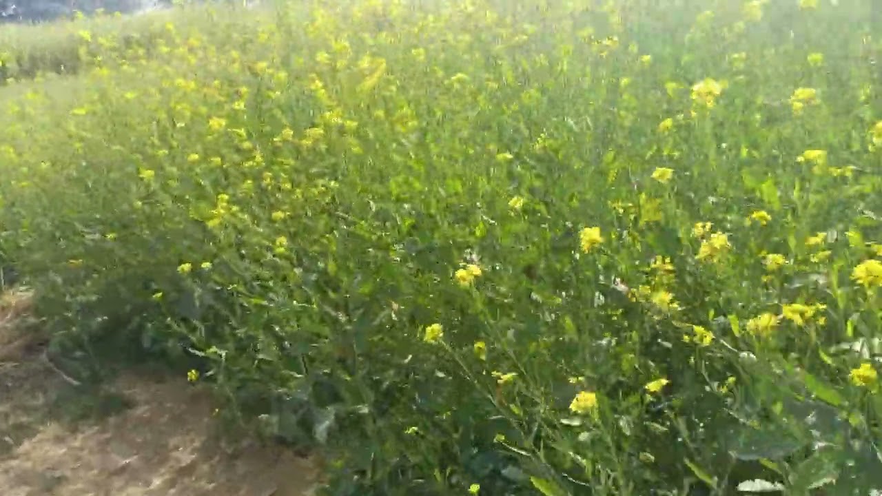 Sarson ke khet mein ghumne Aaye nilgai ko Sher kha Gaya