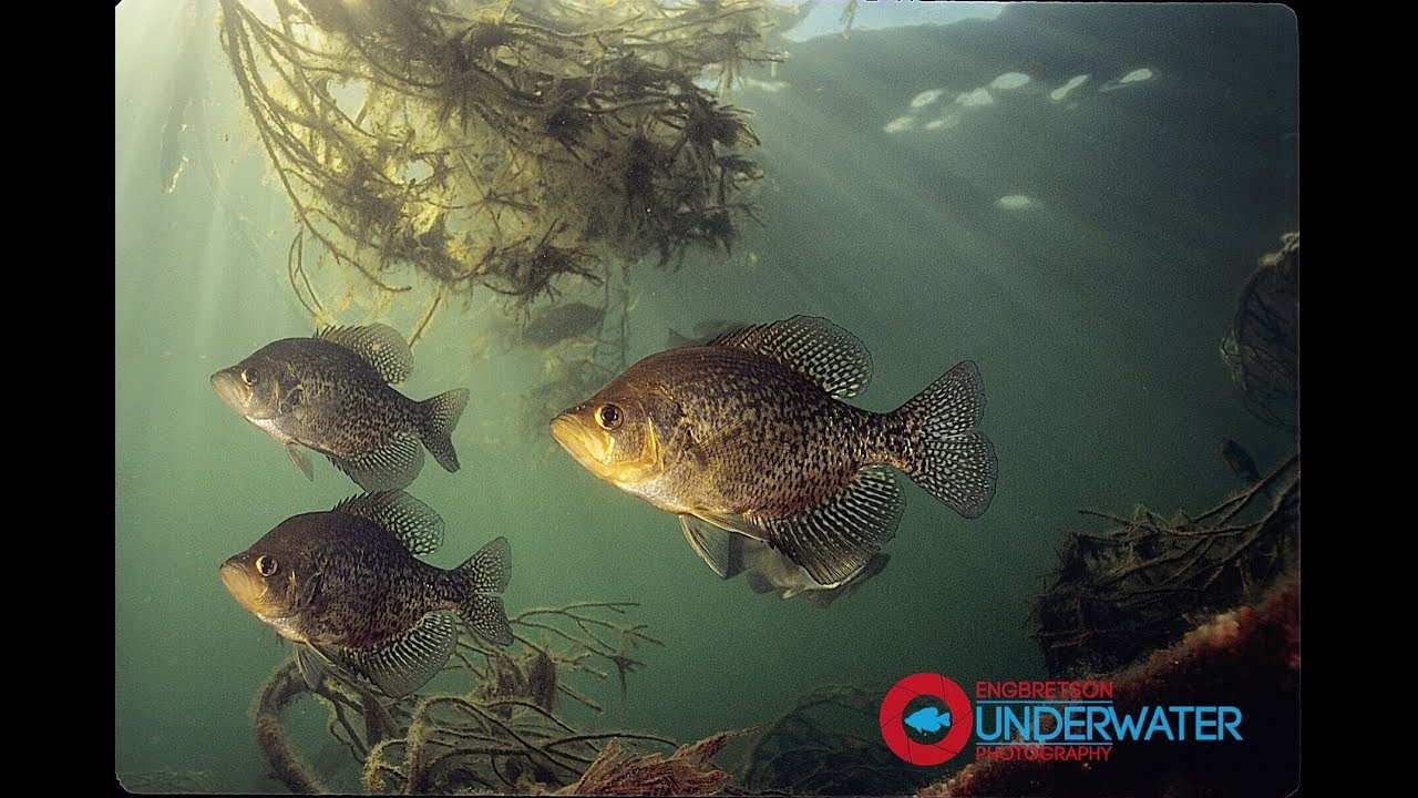 Crappie Underwater