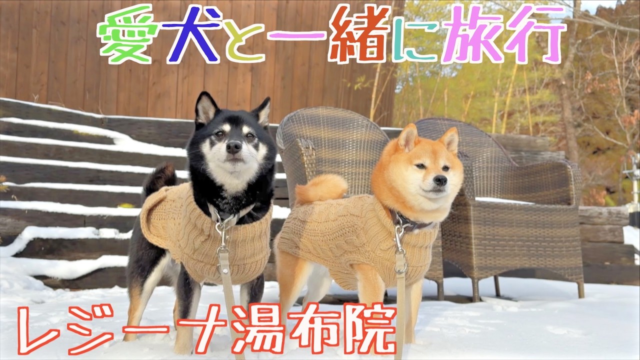 【最高の犬宿】雪に料理に大興奮のお宿を発見しました!!