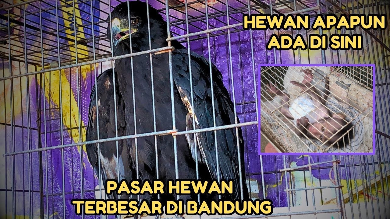 RAJA LANGIT BURUNG ELANG ADA DI PASAR BURUNG SUKAHAJI BANDUNG! UPDATE PASAR HEWAN TERBESAR!!