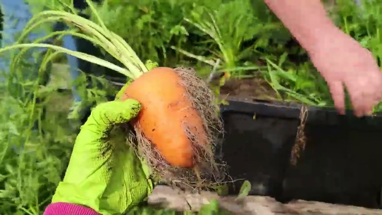 FULL VIDEO, THU HOẠCH CÀ RỐT TRÁI TIM, BẮP MỸ