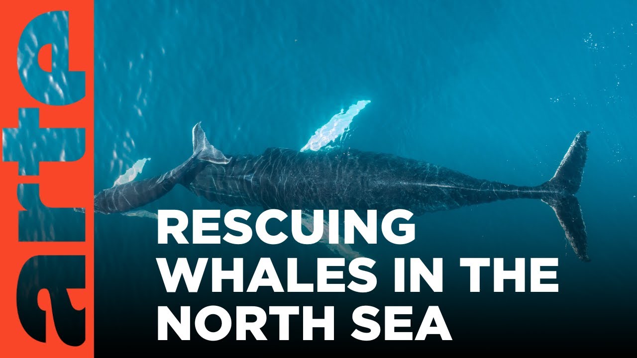 Documentary backdrop image for The Whale Savers (2024)