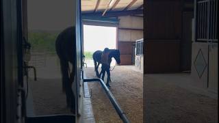 Little barn Vlog!🐎☁️🌤️🌼❤️