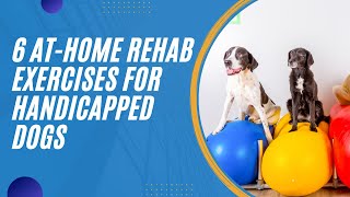 6 Rehab Exercises For Handicapped Dogs