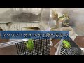 【カエル飼育】クツワアメガエルが上陸するまで【オタマジャクシ】