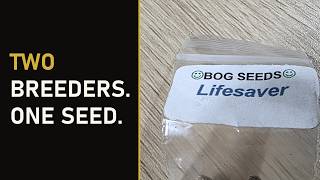 Life Saver: BOG, Subcool, and the Cross They Both Wrote Down
