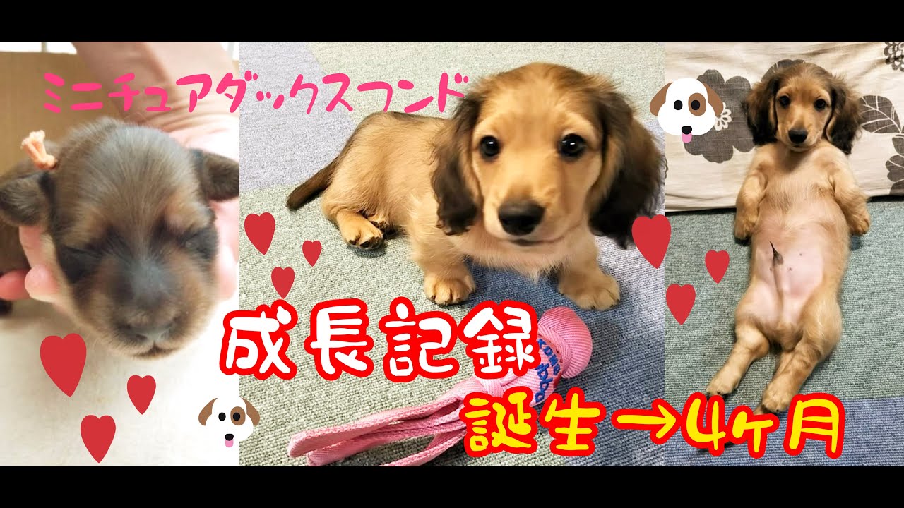 赤ちゃん 生後4か月 成長記録 親子犬 ミニチュアダックスフンド Miniature Dachshund Puppy Growth Record Youtube