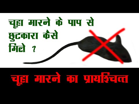 वीडियो: क्या कंप्यूटर चूहे मर जाते हैं?