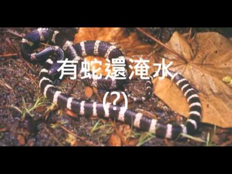 百年童軍大露營：地球發展村之廣播體驗