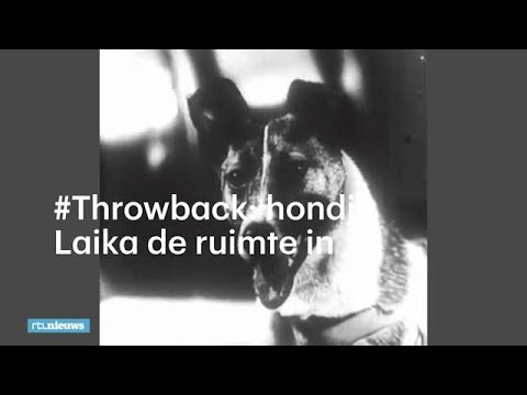 Video: Hoe stierf Laika de ruimtehond?