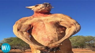 Top 5 Kangaroo