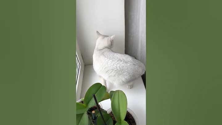 Watch the video about British Cat Cristal With Small Fly #kyliecatkittens #cat #kitten #britishcat #catlover #cristal