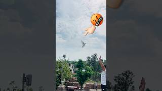 Shera udan 😱#short #ytshorts #pigeon #trending #shortfeed #youtubeshorts #song #skypathouse #viral