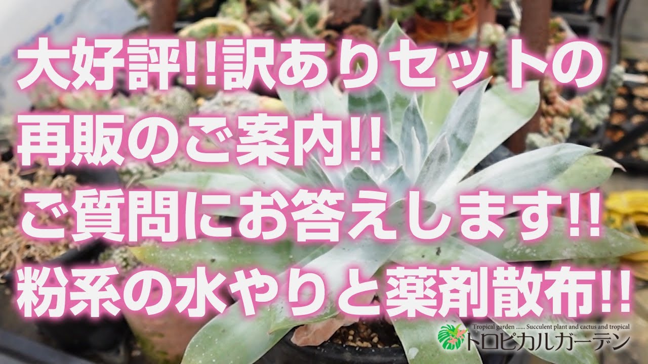多肉植物】大好評!!訳ありセットの再販のご案内!!ご質問にお答えします