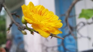 Xem Mai Cúc Rồng Bay - Cúc Hương - Cúc Tân Châu Nở Hoa 🥰 18/11/19