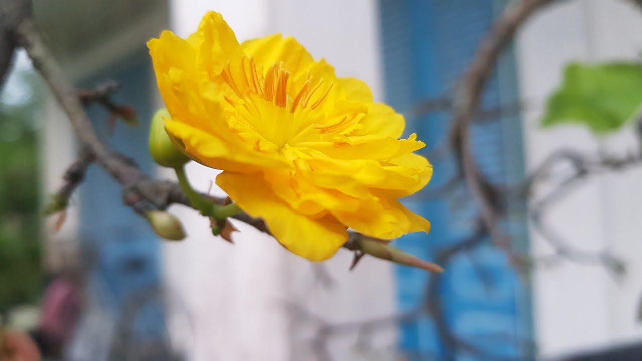 Xem Mai Cúc Rồng Bay - Cúc Hương - Cúc Tân Châu Nở Hoa 🥰 18/11/19