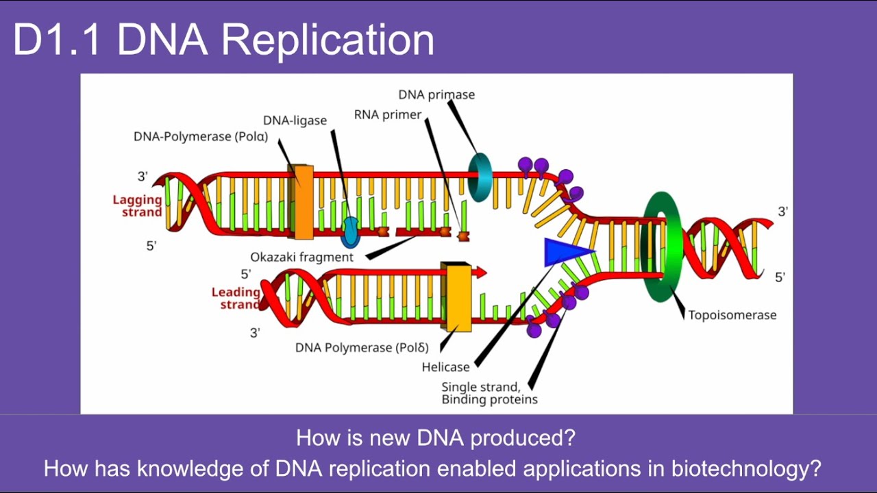 D1.1 DNA Replication --  IB Biology New Curriculum