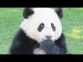 今となっては超貴重映像🐼 生後10か月の頃の桜浜🌸桃浜🍑 初めて出会った日🐼 #アドベンチャーワールド