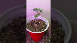 Little update. Jack Herer flowering. Popped some new beans.